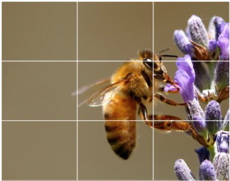 Photography tips rule of thirds
