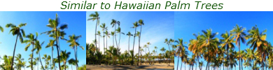 Hawaiian Palm Tree