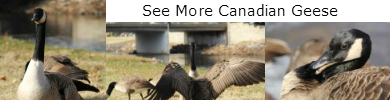 Banner purchase canadian geese photography sidha vision
