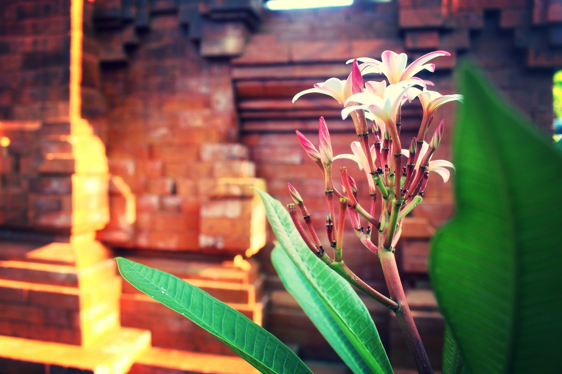 Frangipani flower or Bunga Kamboja is the symbol of Bali