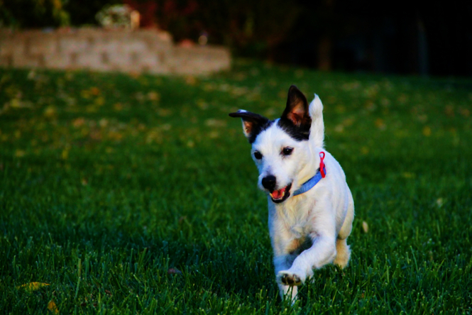 Jack Russell Terrier Dog SIdha Vision Photography