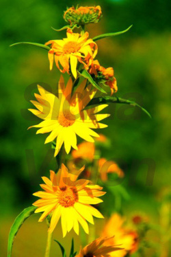 Yellow Flowers Sidha Vision Photography